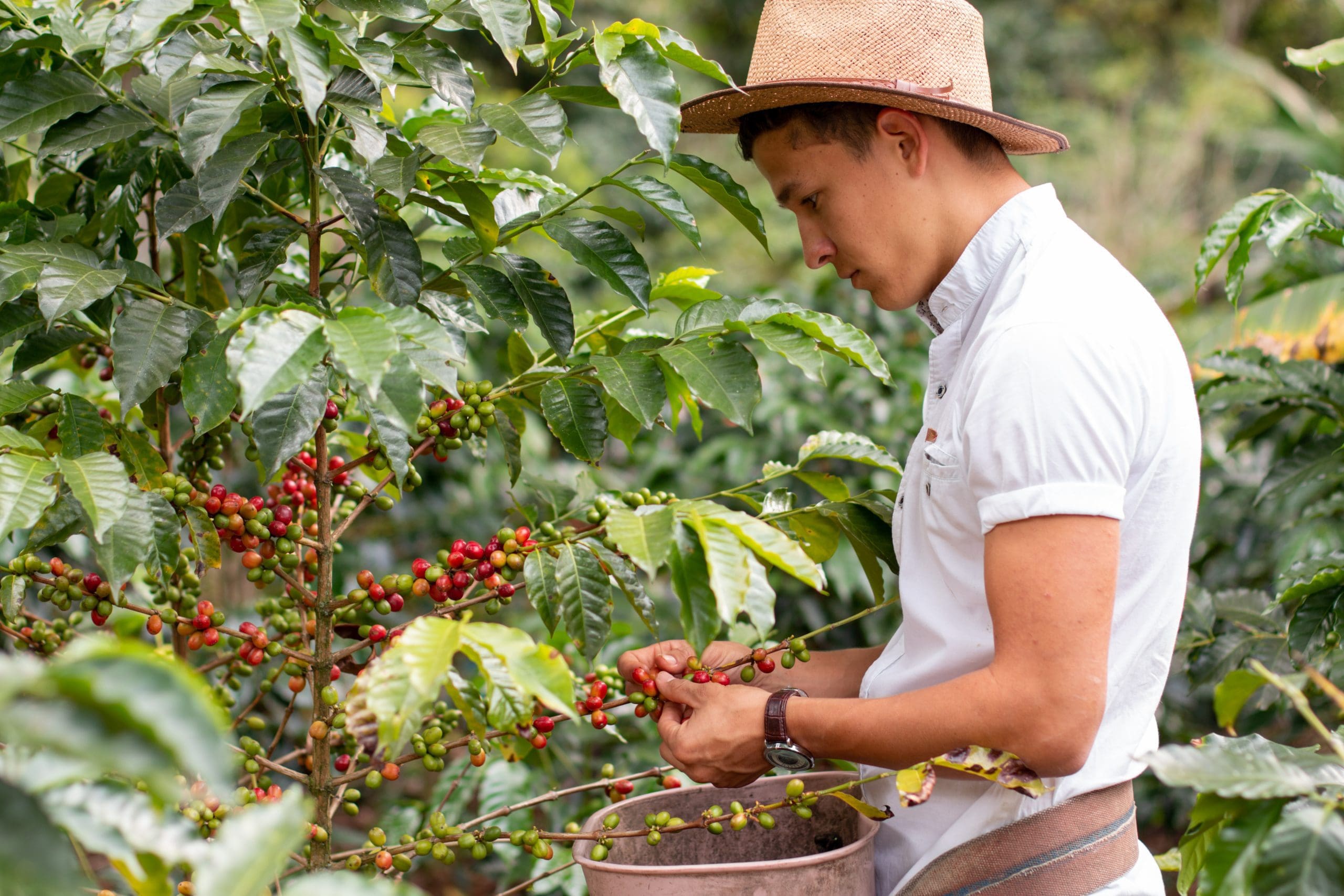 مناطق زراعة القهوة